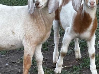 Mini Nubian Buckling