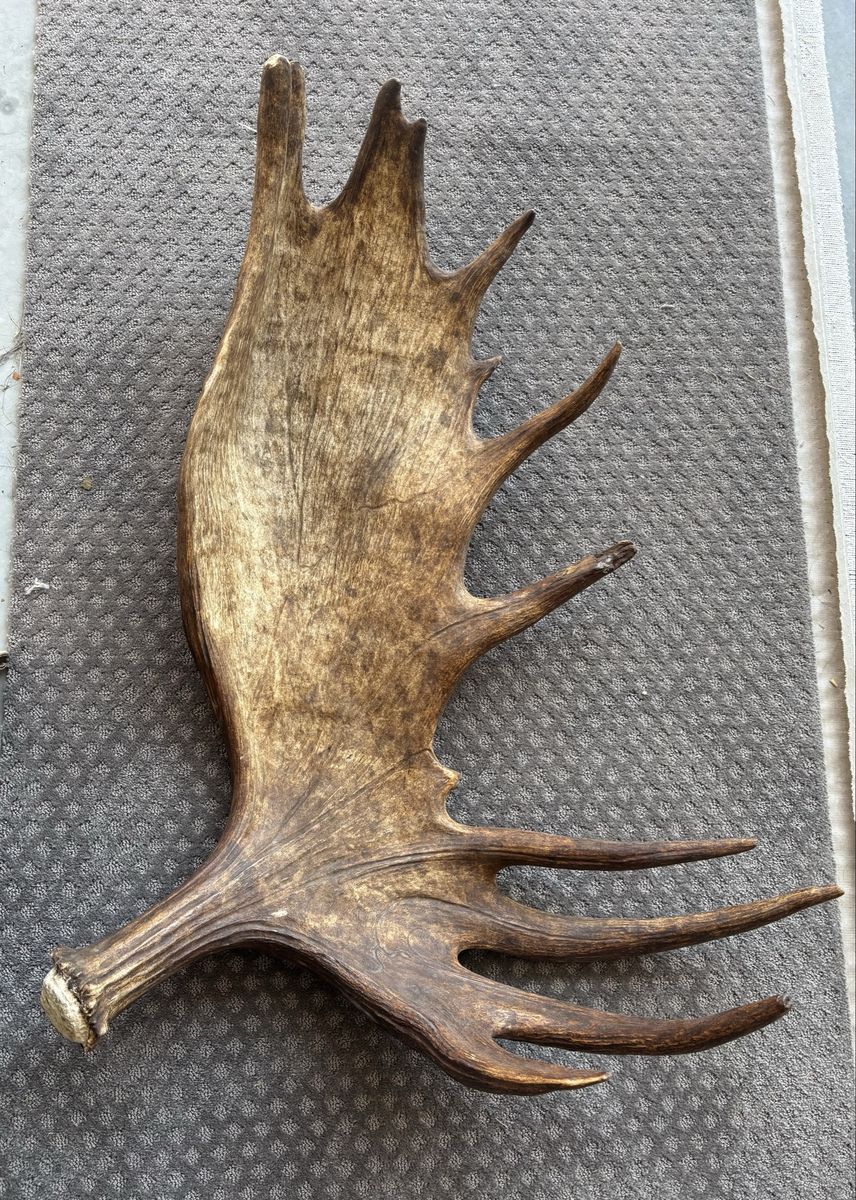 Curved Alaskan moose paddle.