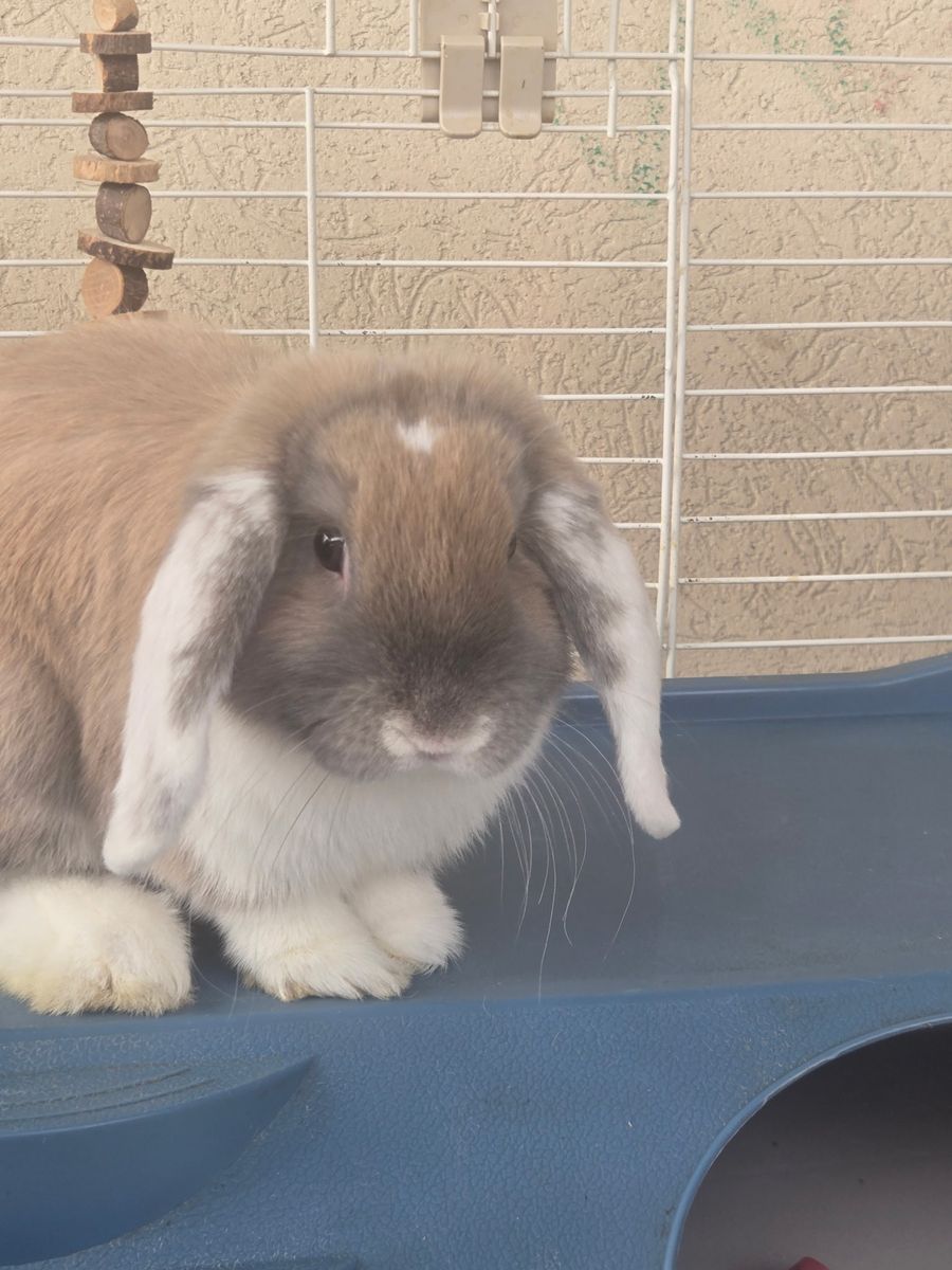 Holland Lop and Large Cage for Sale