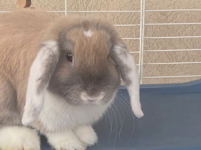 Holland Lop and Large Cage for Sale