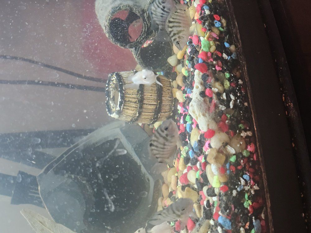 convict cichlid
