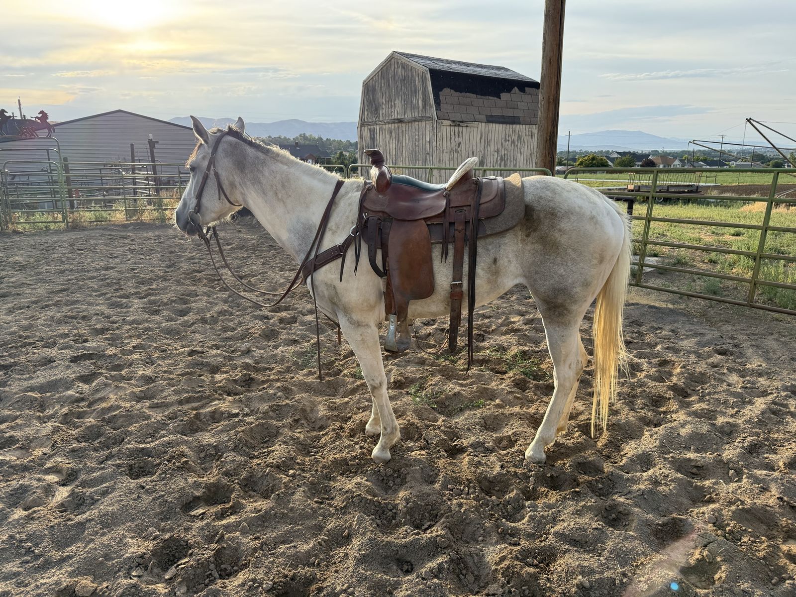 4yr old Filly