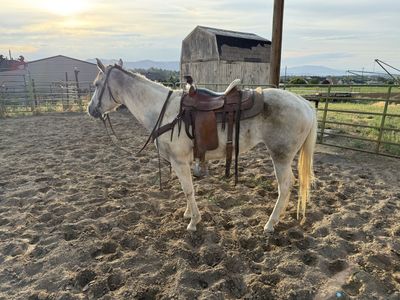 4yr old Filly