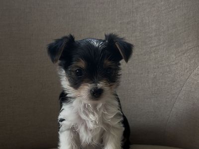 AKC Male Yorkie Puppy