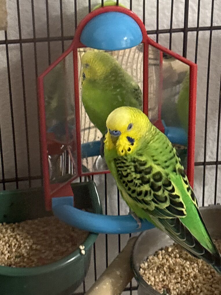 Love Birds