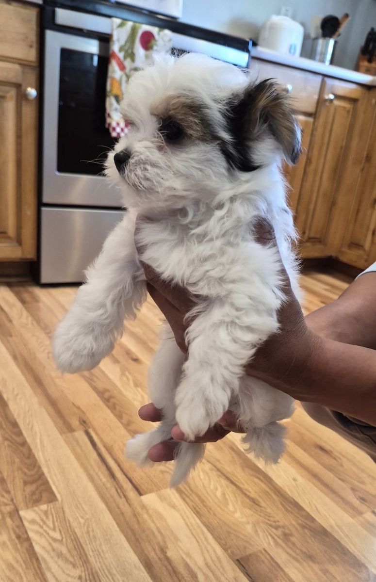 Morkies Puppies