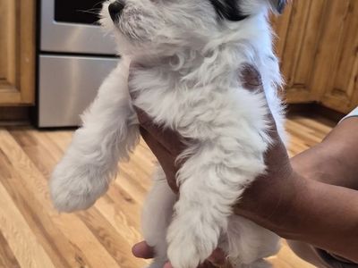 Morkies Puppies