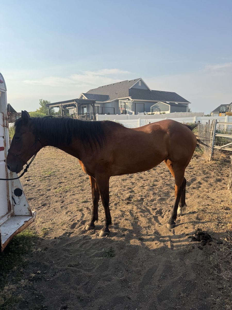 Horse