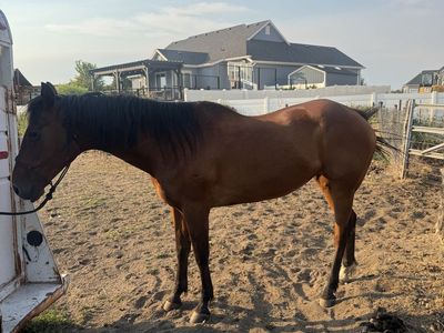 Horse
