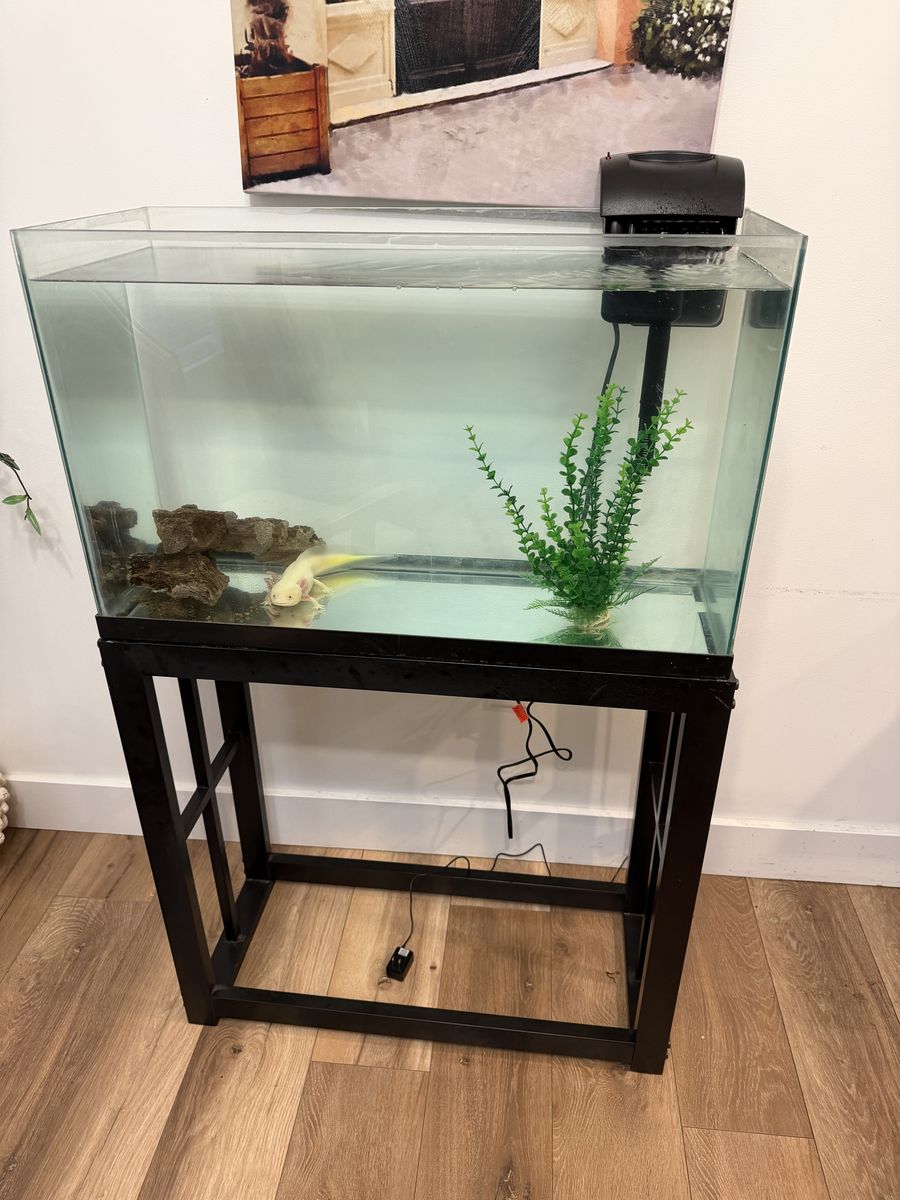 Axoltl With 29 gallon tank
