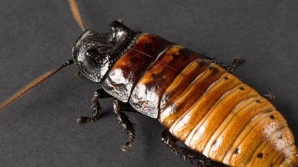 Madagascar Hissing Cockroaches