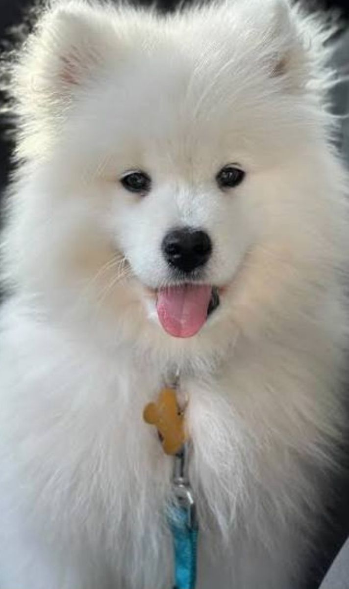 Quality Samoyed Puppy dog, Champion lines, AKC OFA