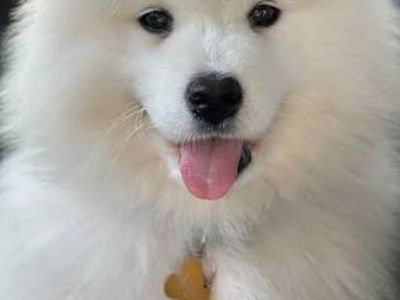 Quality Samoyed Puppy dog, Champion lines, AKC OFA