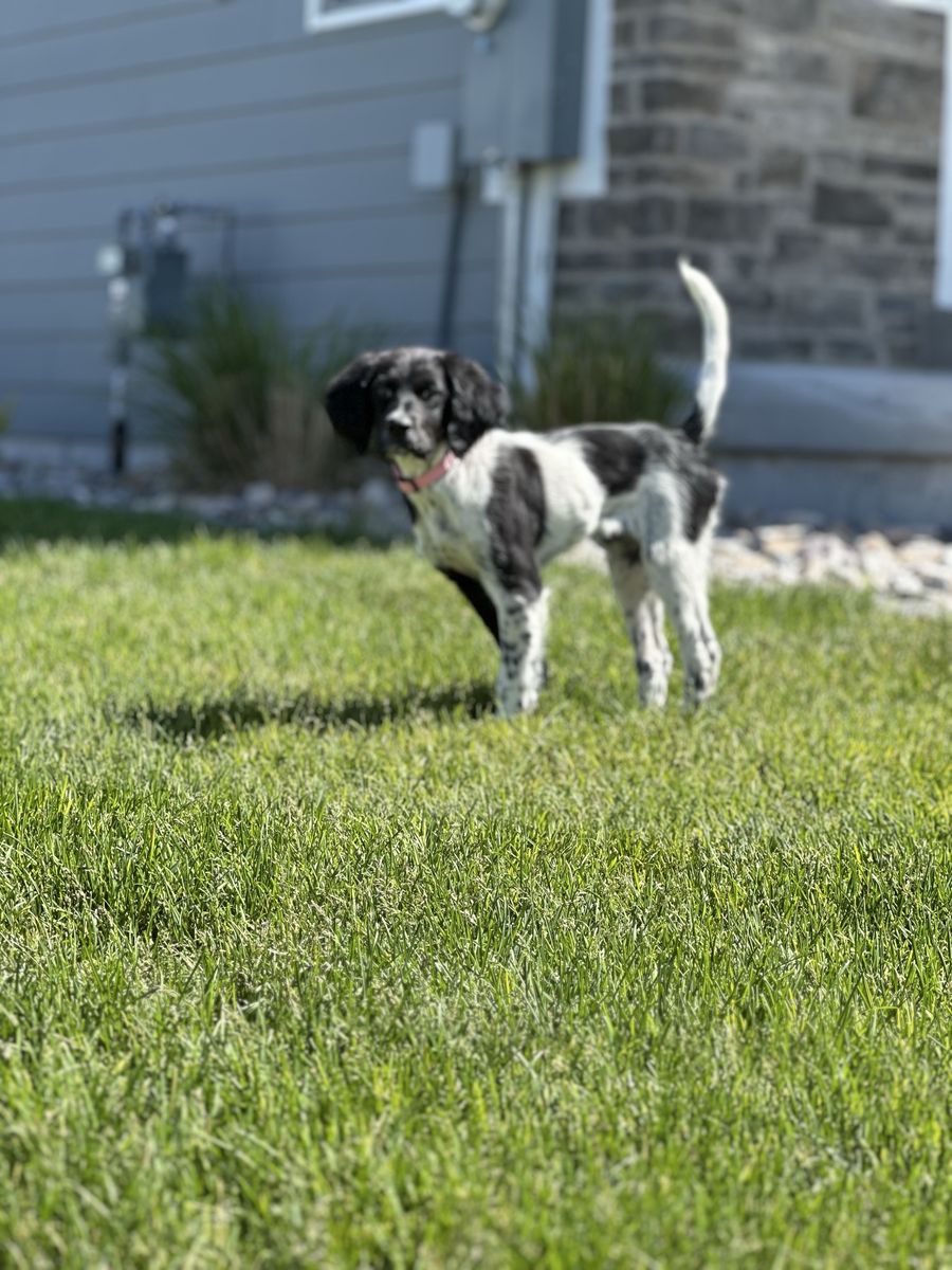 papered female English setter