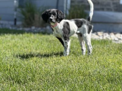 papered female English setter