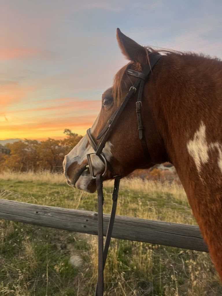 horse for partial lease