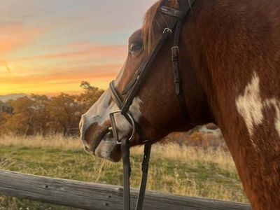 horse for partial lease