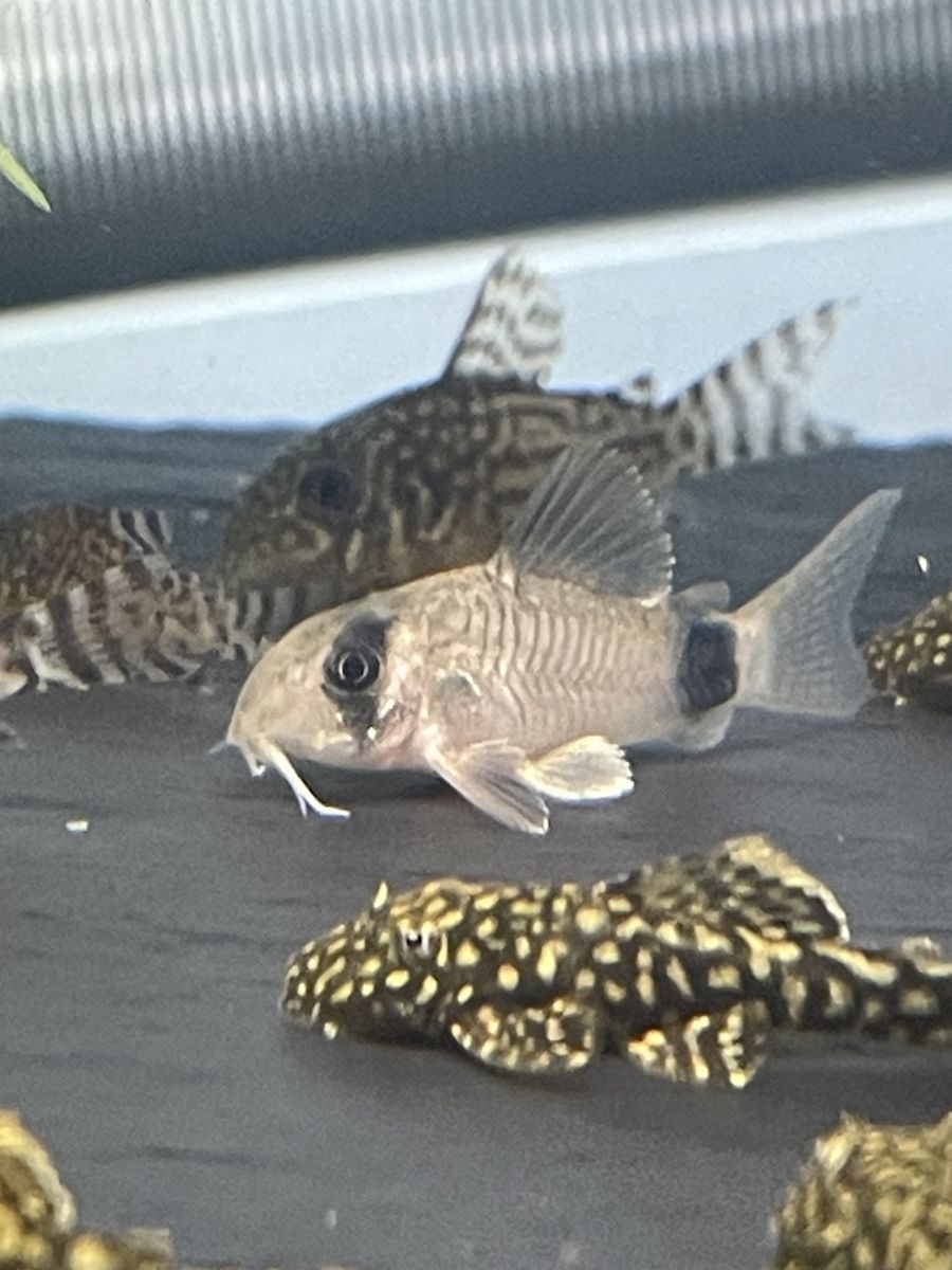 Panda Corydora Catfish