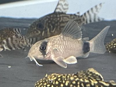Panda Corydora Catfish