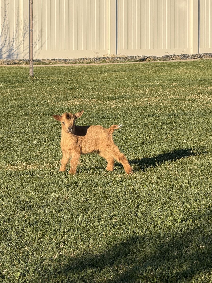 Gold Nigerian Buckling