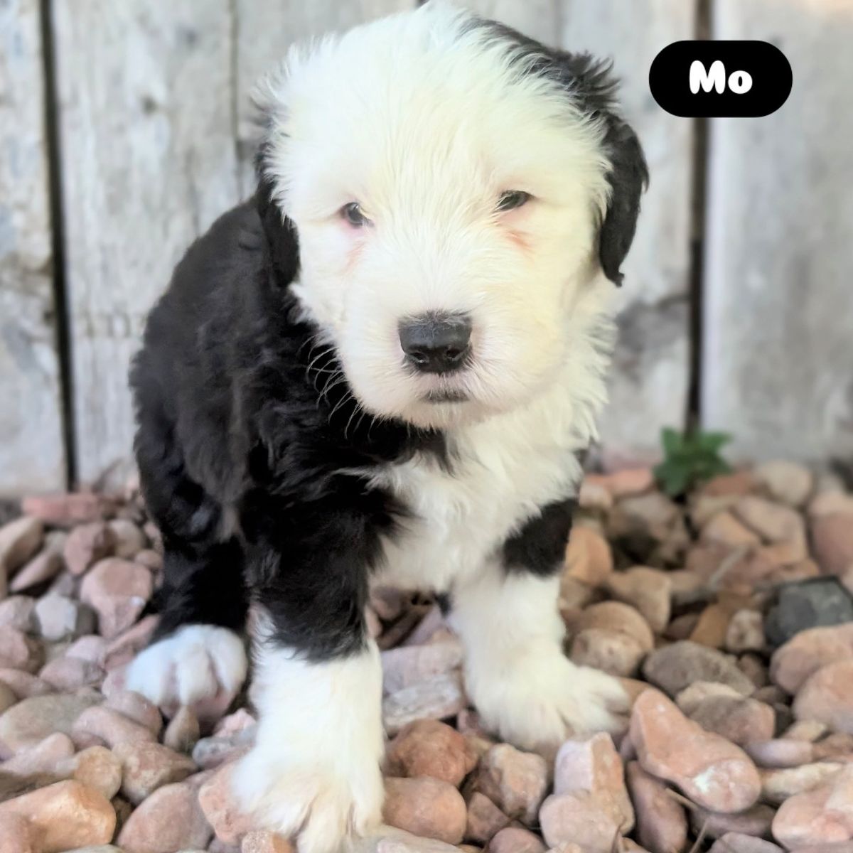 Old English Sheepdog puppies - available in July!