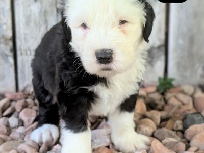Old English Sheepdog puppies - available in July!