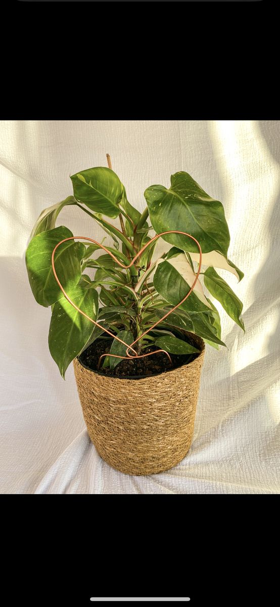 Heart Trellis For Houseplants