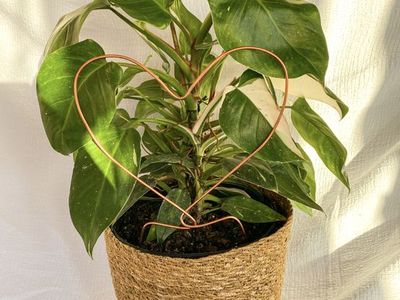 Heart Trellis For Houseplants