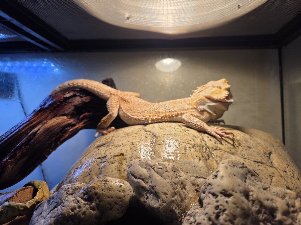 Bearded Dragon Lizard - Live Pet Reptile