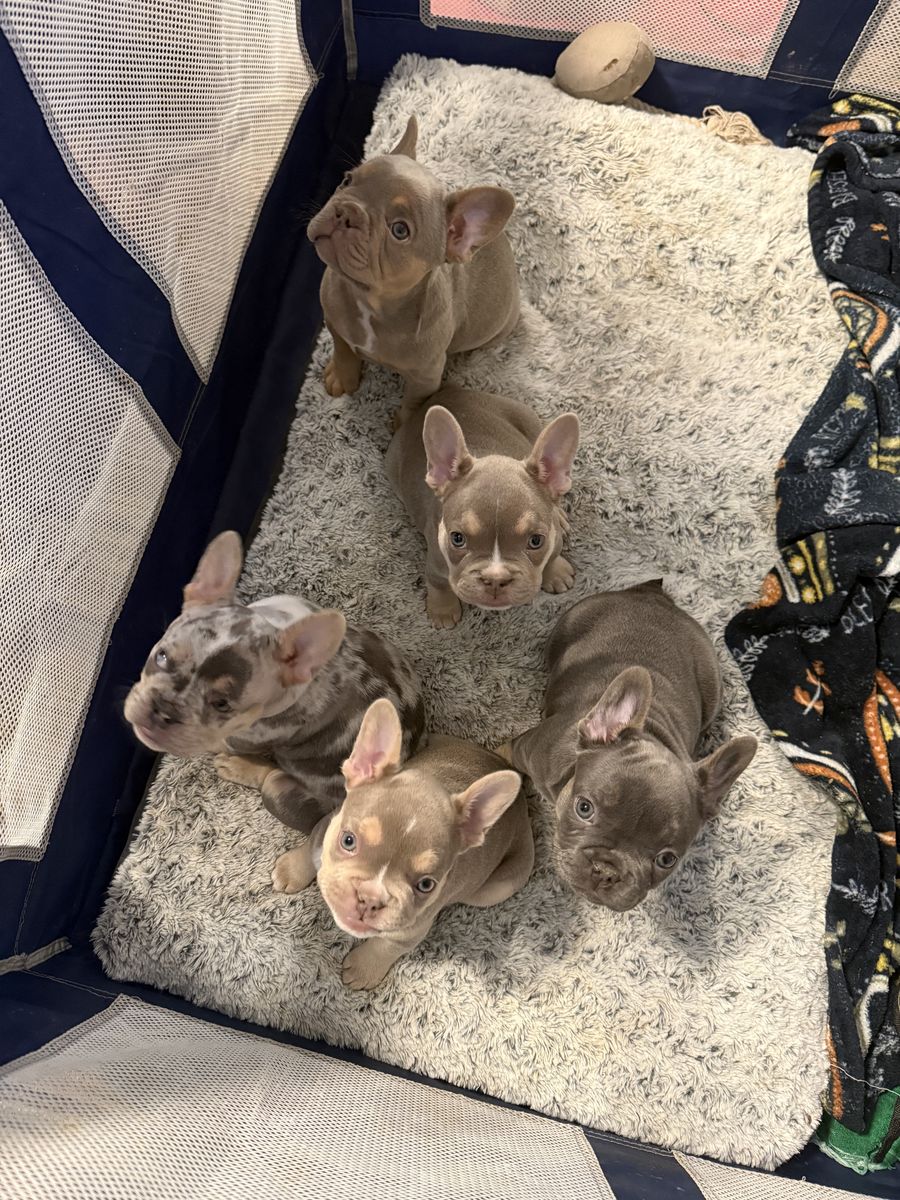Frenchie puppies