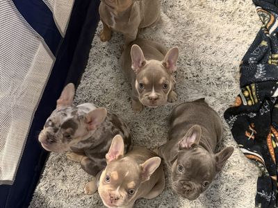 Frenchie puppies