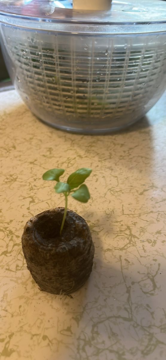 Seedling- Basil
