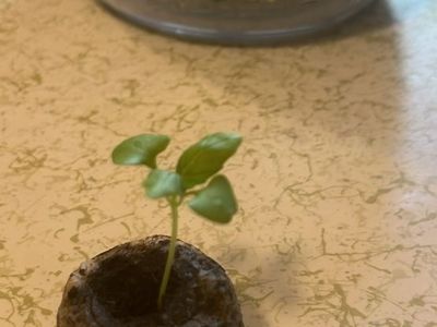 Seedling- Basil