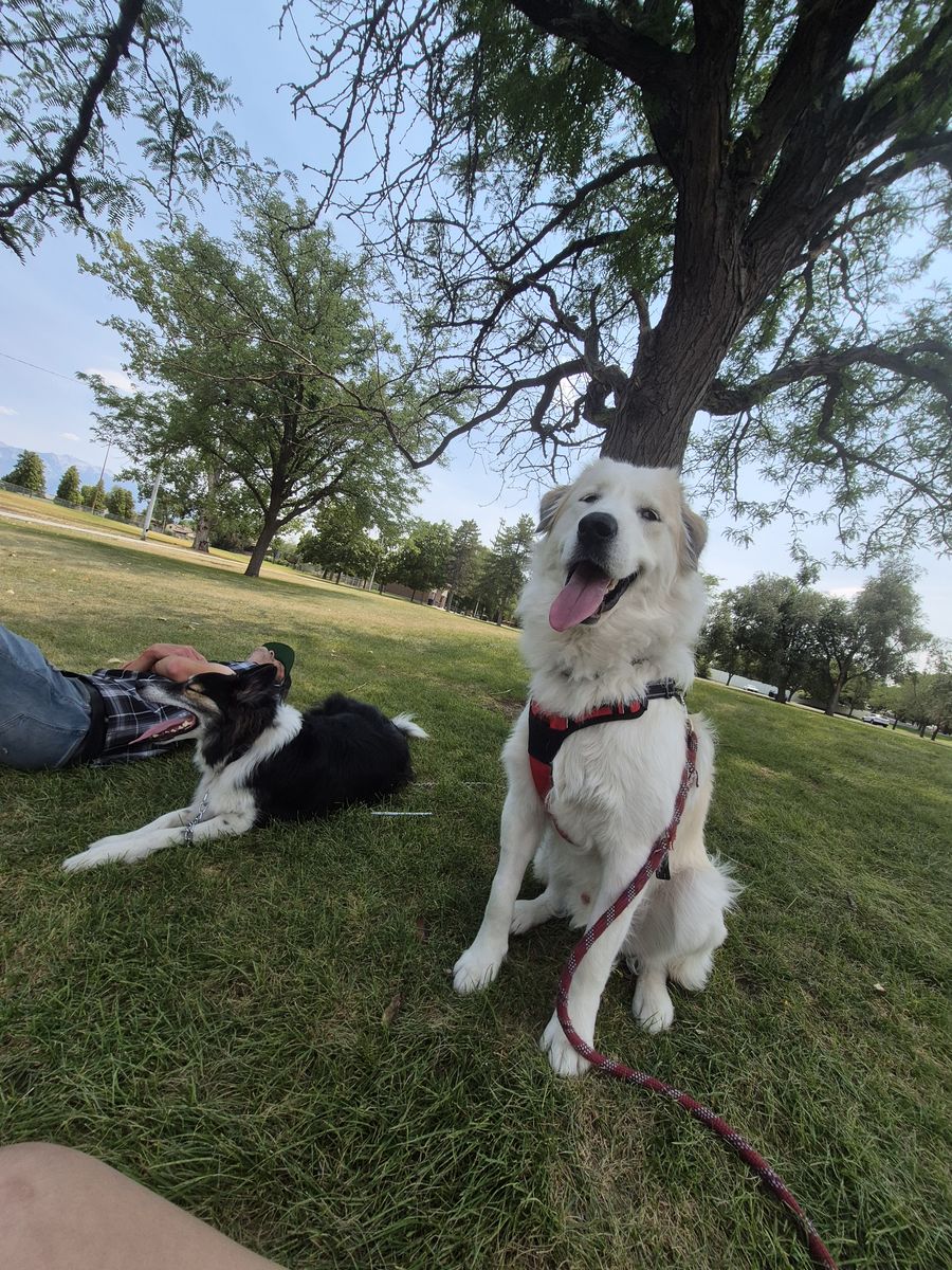 Great Pyrenees