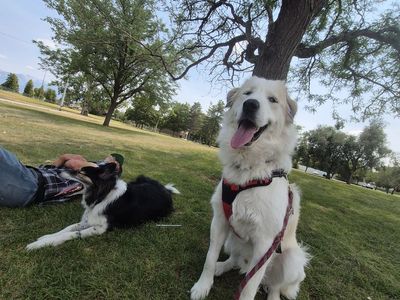 Great Pyrenees