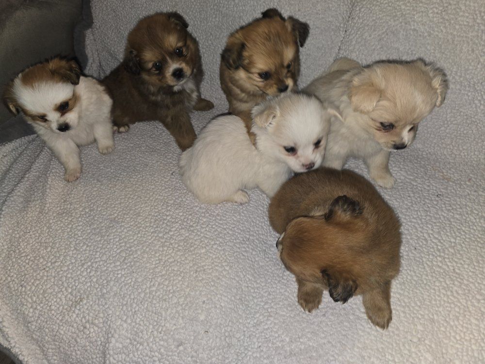 pomeranian mix cavalier