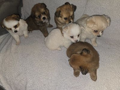 pomeranian mix cavalier