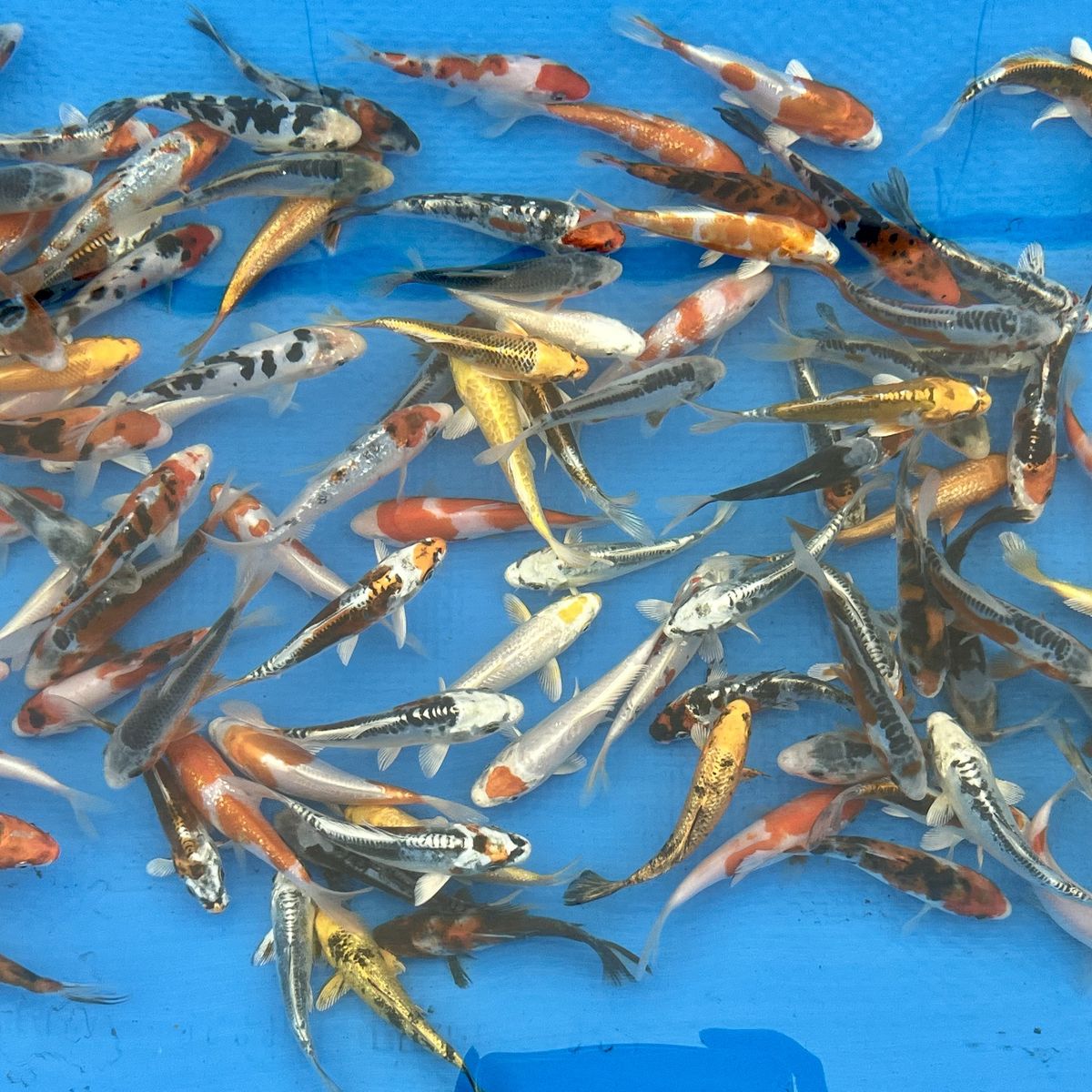 Beautiful Koi Fish, 5-12”