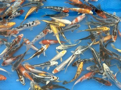 Beautiful Koi Fish, 5-12”