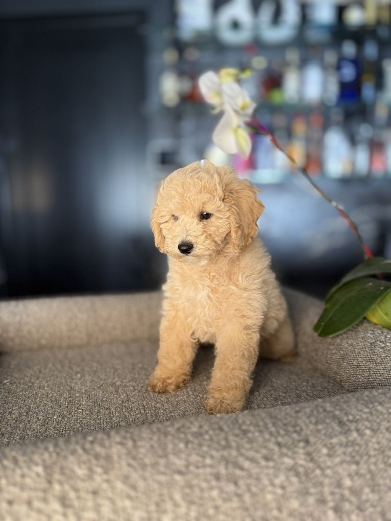 PERFECT AKC TOY POODLE BOY