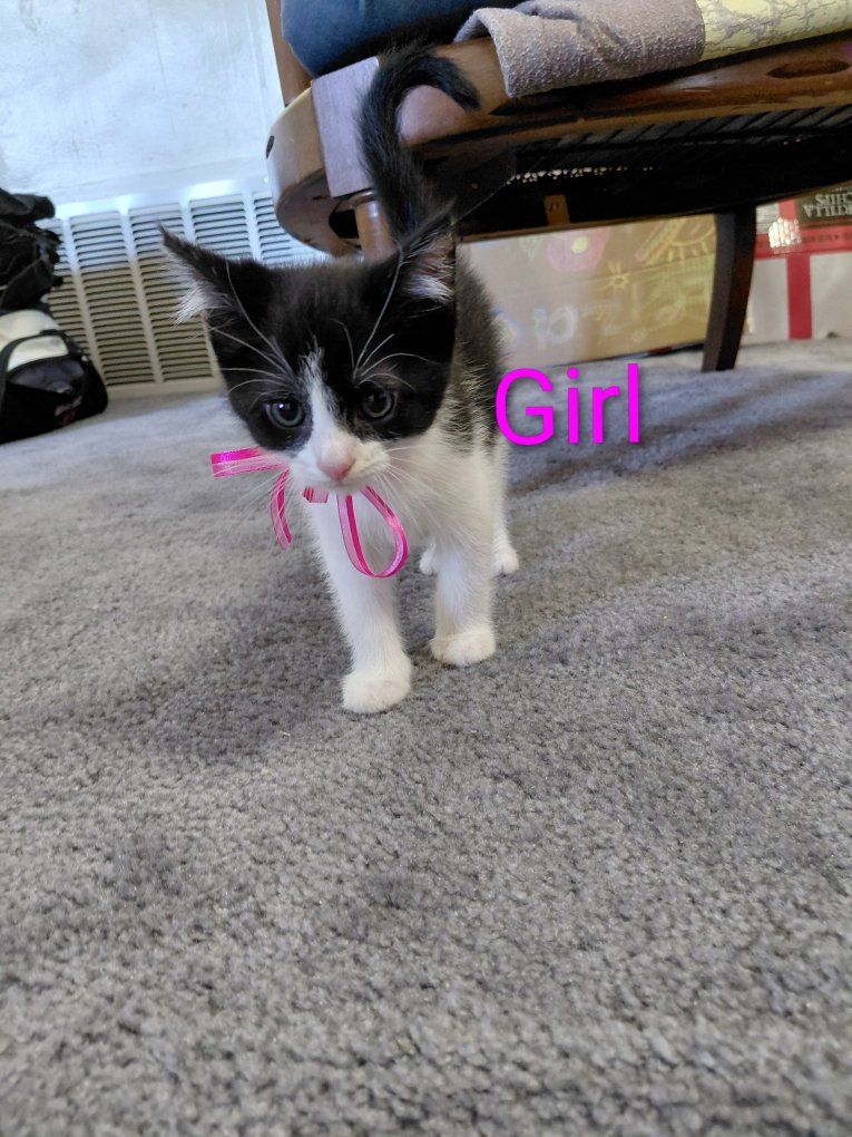 Adorable Kittens for Sale!!!