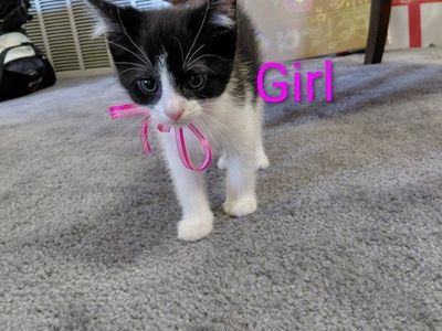 Adorable Kittens for Sale!!!