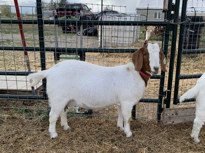 Full 2year Old Boer Doe