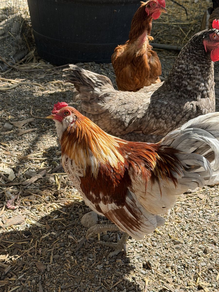 Free Rooster