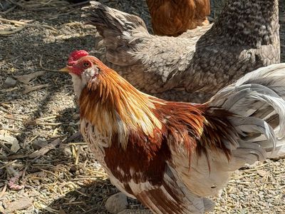 Free Rooster