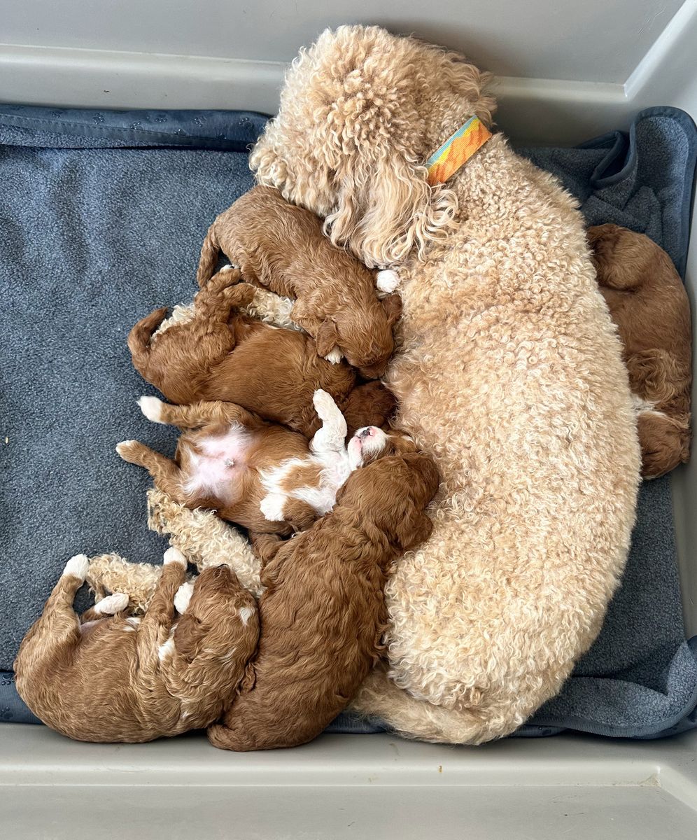 F1B Mini Goldendoodle Puppies with Tuxedo markings | Health-Tested Parents | Puppy Curriculum