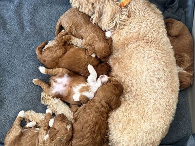 F1B Mini Goldendoodle Puppies with Tuxedo markings | Health-Tested Parents | Puppy Curriculum