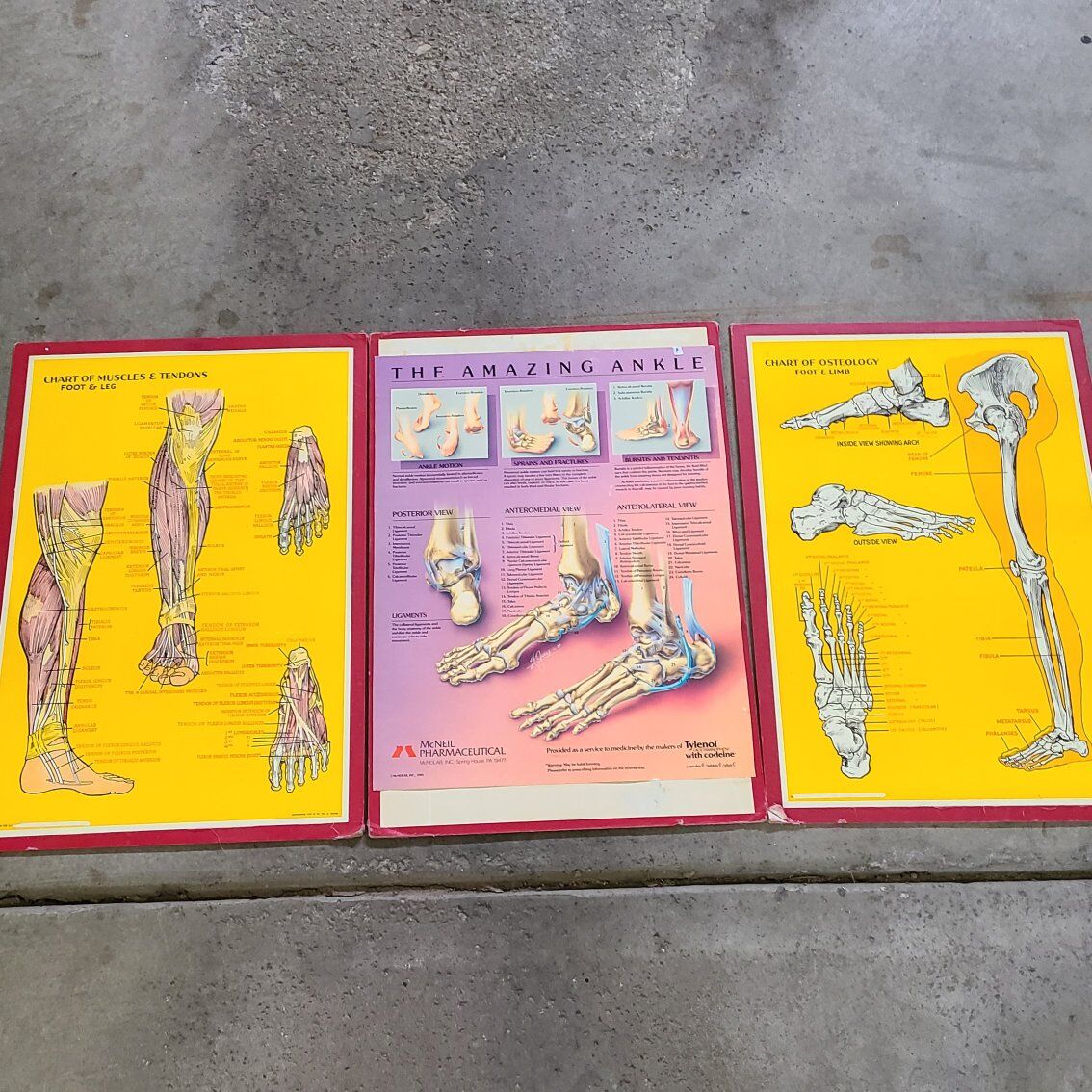 3 Vintage Anatomy Pictures