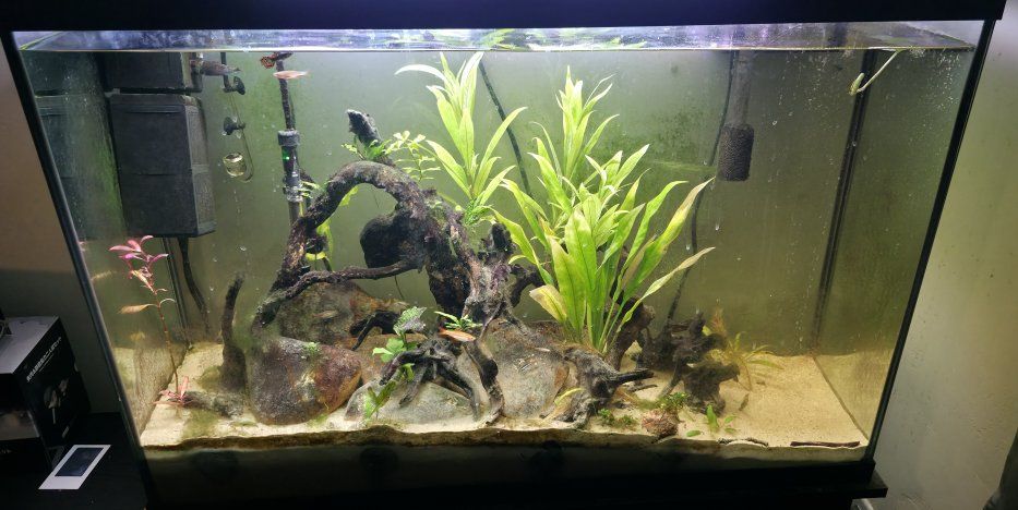 Established 45 gallon fish tank and stand