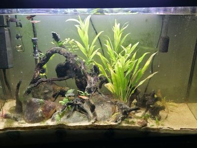 Established 45 gallon fish tank and stand